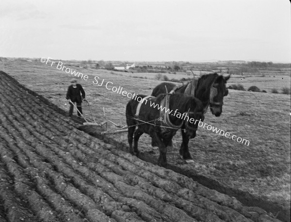 OLD WOODEN PLOUGH IN USE